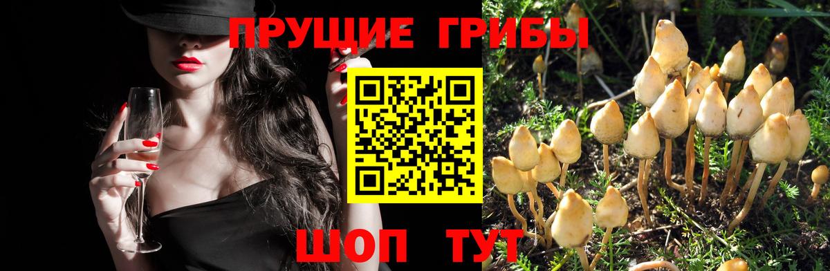 закладка  Вход с VPN  Псилоцибиновые грибы GOLDEN TEACHER  Гай  Галлюциногенные грибы прущие грибы 